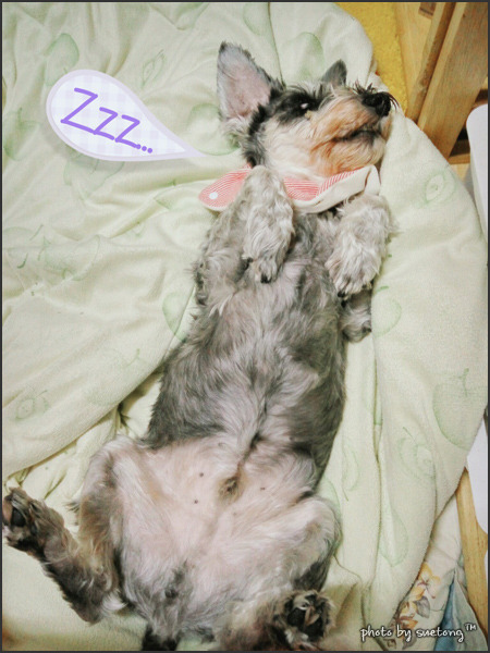 꿀잠 이미지