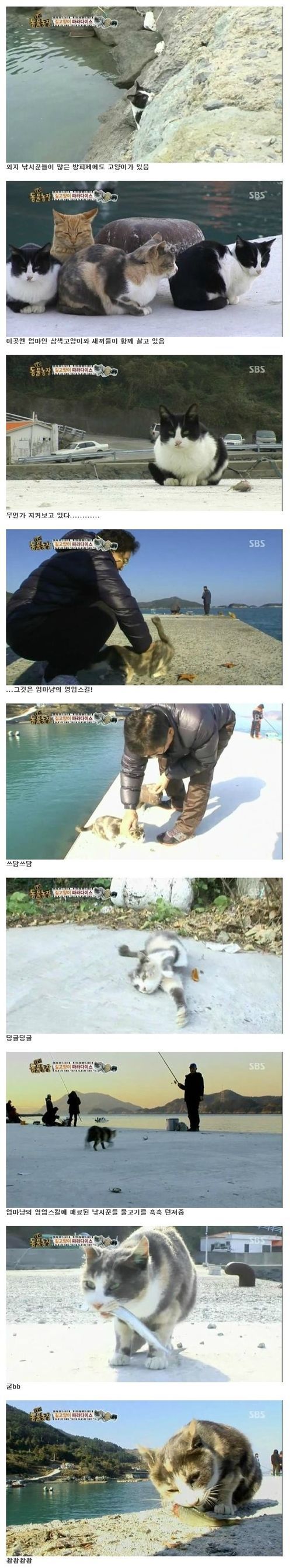 길고양이 파라다이스 | 인스티즈