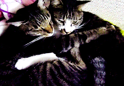 고양이 커플.gif | 인스티즈