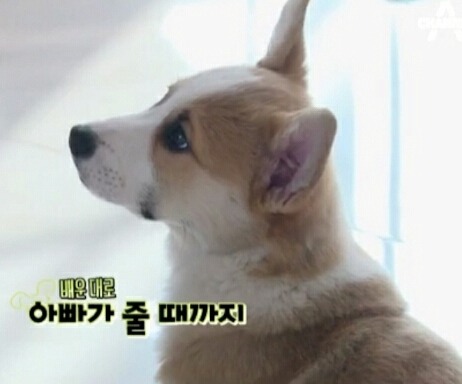 [개밥주는남자] 웰시코기 삼둥이 대중소 식탐고치기 (feat.갓형욱) | 인스티즈