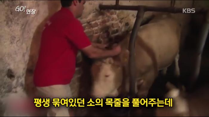 고마움을 표현하는 소.jpg | 인스티즈