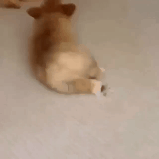 질질질 끌려가는 개.gif | 인스티즈