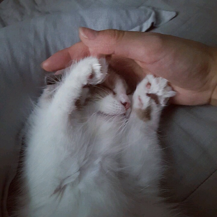 걸스데이 소진이 기르는 고양이 룽지 | 인스티즈