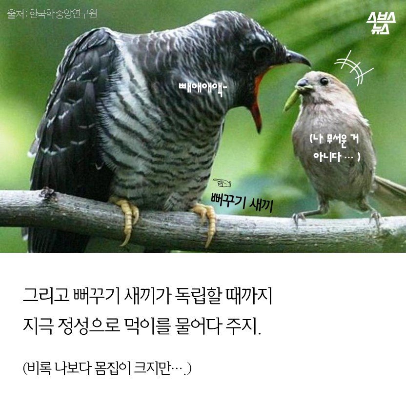 황새 따라가다 가랑이 찢어진다의 그 뱁새 | 인스티즈