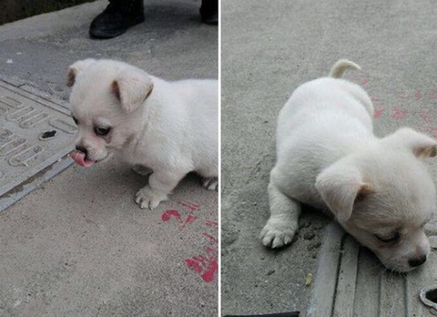엄마가 로드킬로 죽은 자리를 떠나지 못하는 강아지... | 인스티즈