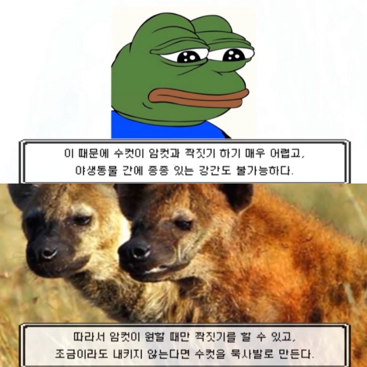 인생은 하이에나처럼 | 인스티즈