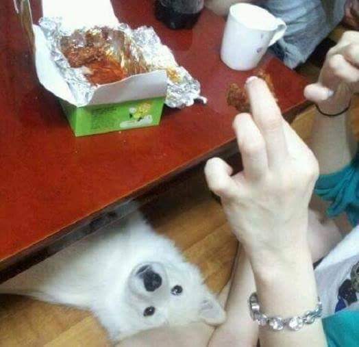 개가 치킨먹고 싶어 하는 만화 | 인스티즈