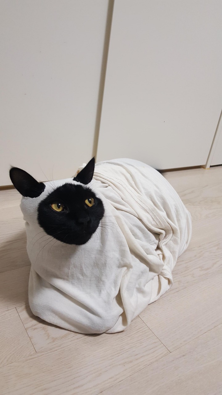 디씨에서 귀여움만으로 힛갤간 고양이 | 인스티즈