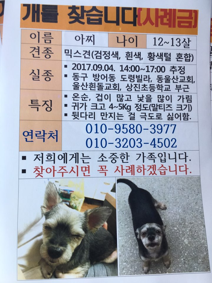 울산에서 강아지 찾아요ㅠㅠㅠ!!! | 인스티즈