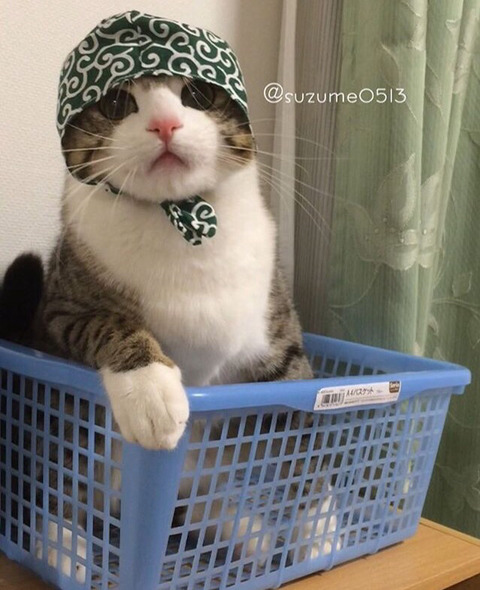 이름이 참새(すずめ)라는 사랑스런 고양이 | 인스티즈