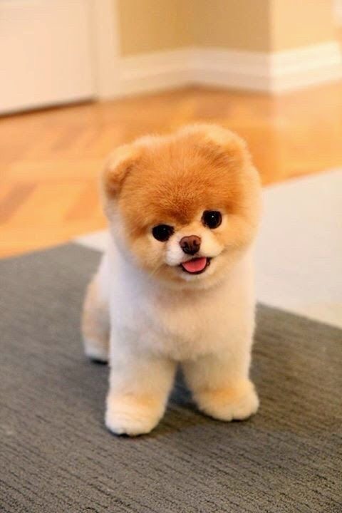 개와 고양이.jpg | 인스티즈