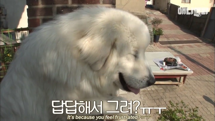 모른척 지나가면 짖는 삼식이.jpg | 인스티즈