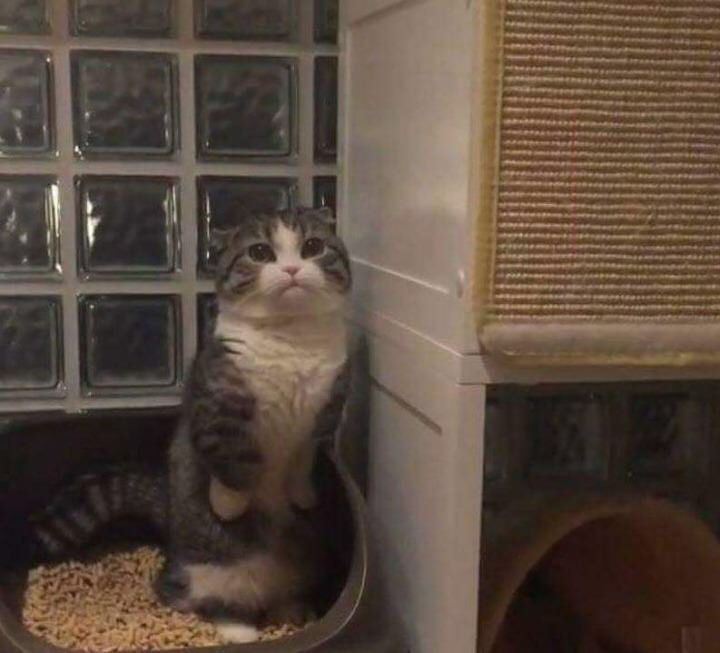 귀염뽀짝한 변비걸린고양이... | 인스티즈