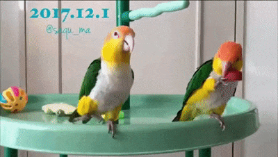앵아치.gif | 인스티즈