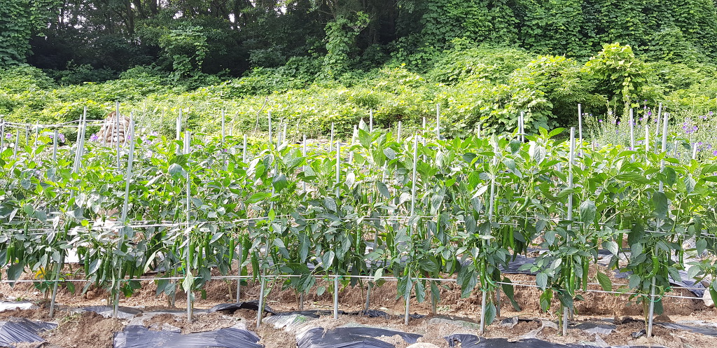 (주)루뻬 이미지