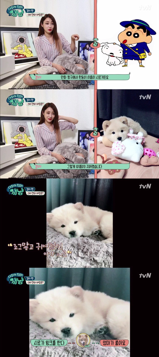 [대화가필요한개냥] 나인뮤지스 경리와 사랑스러운 반려견 시로.jpg | 인스티즈