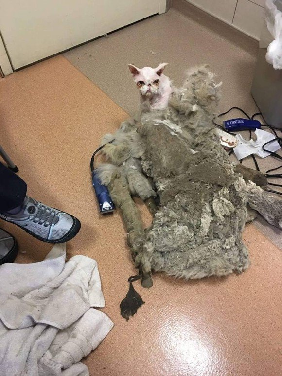 나이 많은 주인이 죽은 뒤 홀로 살아온 고양이.jpg | 인스티즈