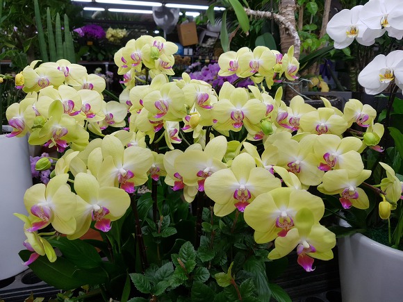 9931794B5C884594273B3E