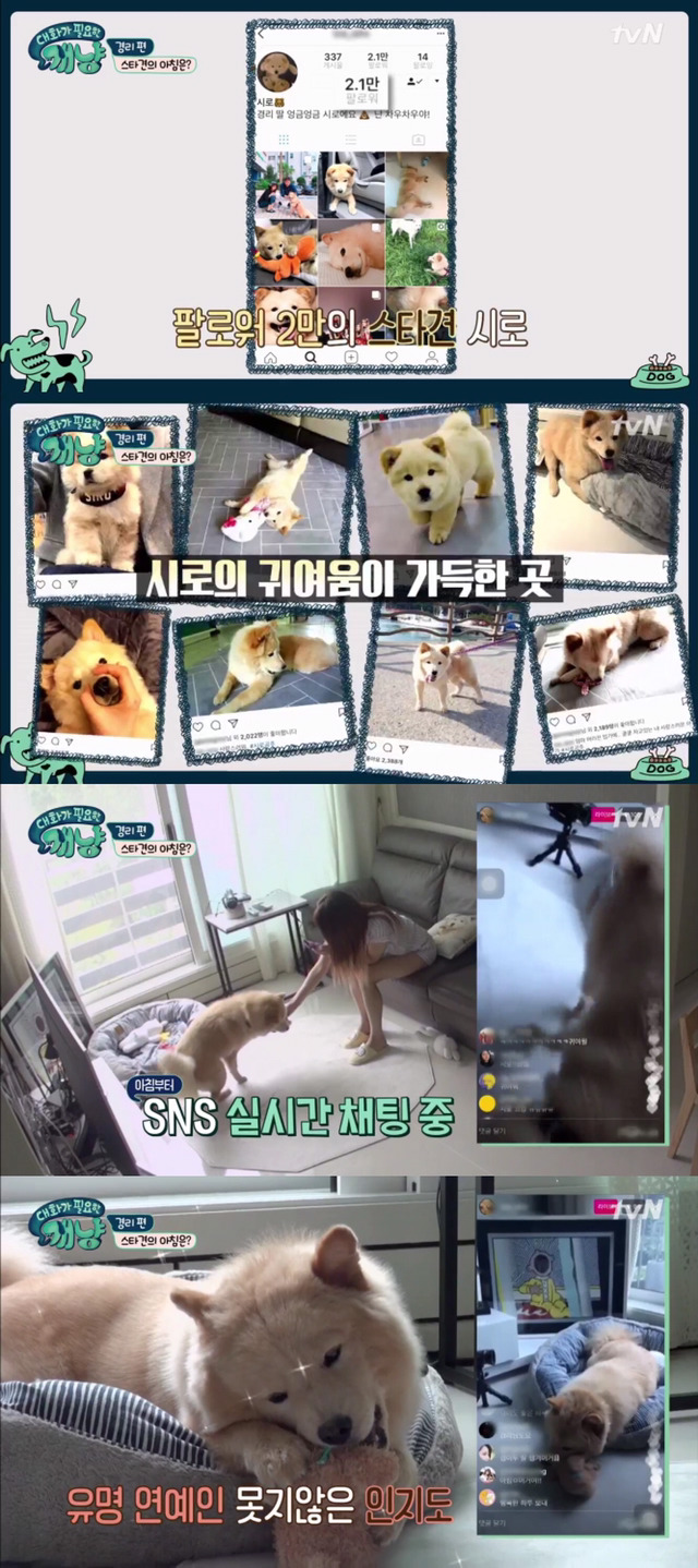 [대화가필요한개냥] 나인뮤지스 경리와 사랑스러운 반려견 시로.jpg | 인스티즈
