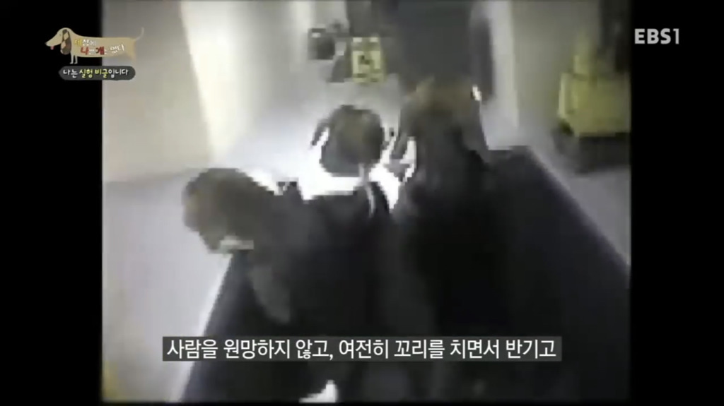 실험 비글을 아십니까? 동물실험에서 가장 많이 사용되는 견종.jpg (맴찢주의) | 인스티즈