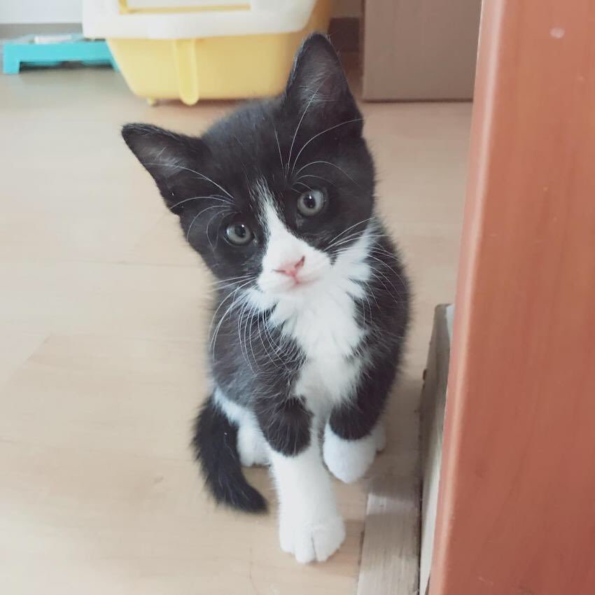 JBJ 김용국이 키우는 고양이 톨비 르시 | 인스티즈