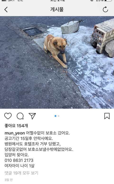 개고기로 팔려갈뻔 하자 도망쳐 탈출한 아이 임보나 입양 도와줘 | 인스티즈