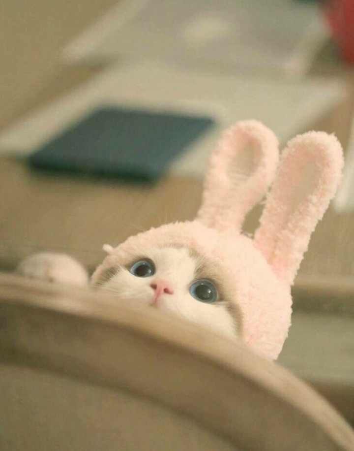 토끼같은 고양이.JPG | 인스티즈