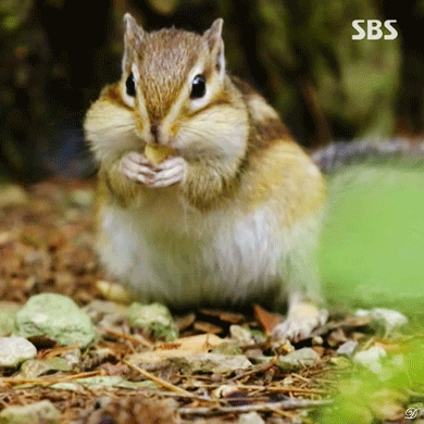 식사하는 주왕산 줄무늬 다람쥐.gif | 인스티즈