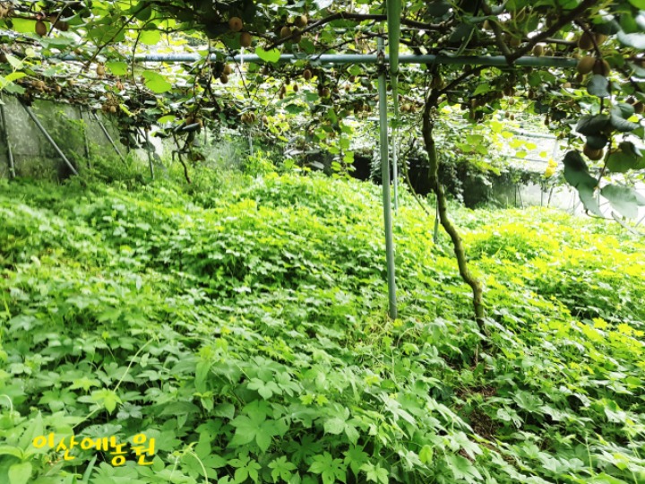 라인농원 이미지
