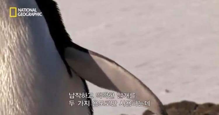 펭귄 날개의 사용 용도 | 인스티즈