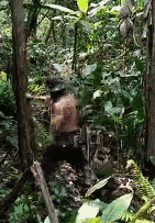 맨몸으로 나무 베는 쉬운 방법gif | 인스티즈