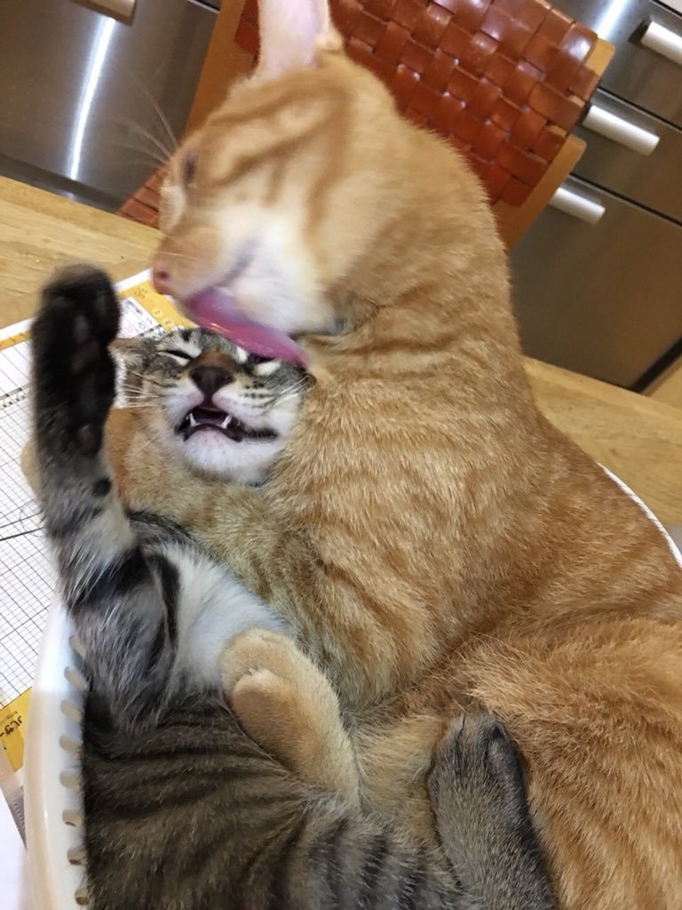 그루밍 이미지