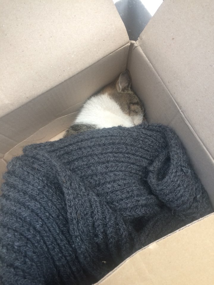 박스안에서 버려진채 떨고있던 고양이 쿠키의 평생을 함께 할수있는 따뜻한가족을 찾습니다! | 인스티즈