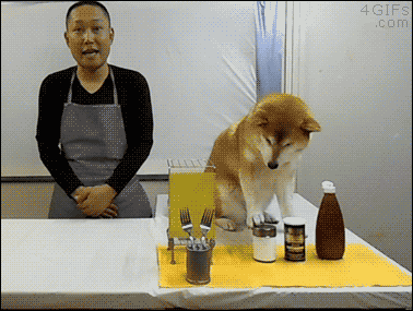 시바견 키우면 안되는이유.GIF | 인스티즈
