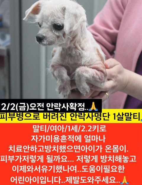 곧 안락사 될 아이들 보고가줘.. 낼모레 칼안락사야 | 인스티즈