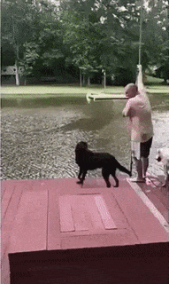 물에 빠진 주인을 본 댕댕이.gif | 인스티즈