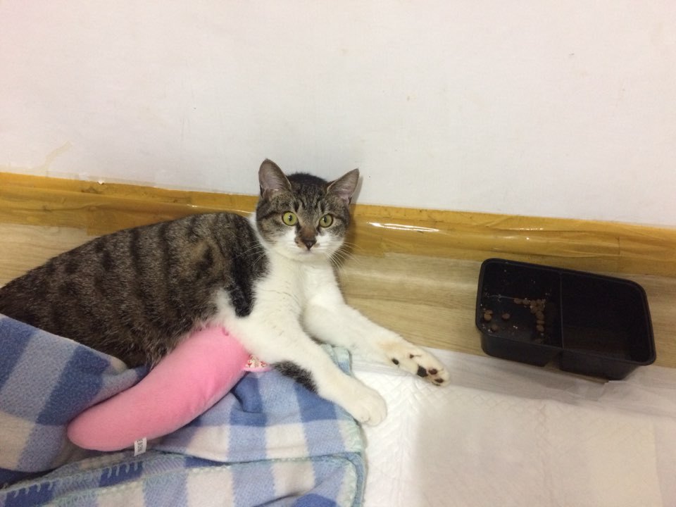박스안에서 버려진채 떨고있던 고양이 쿠키의 평생을 함께 할수있는 따뜻한가족을 찾습니다! | 인스티즈