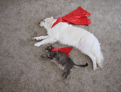 댕댕이 두마리와 고양이 한마리가 동거하는 이야기.jpg | 인스티즈