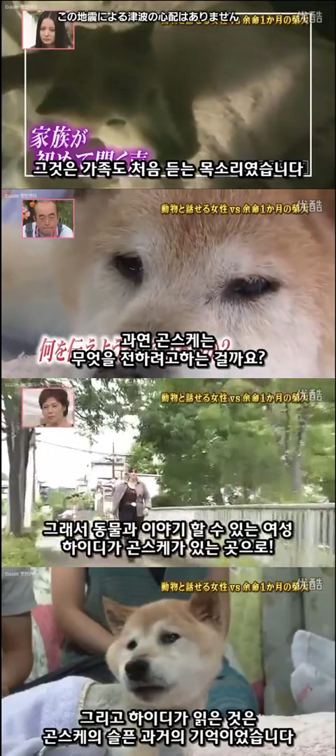 사고로 하반신 마비가되자 주인에게 비참하게 버림받은 시바견 사연 (애니멀 커뮤니케이터 하이디) | 인스티즈