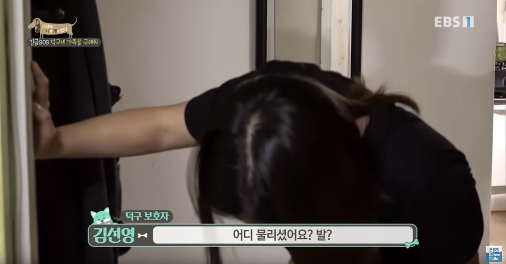 방송중 개에게 심하게 물린 PD (상처사진 주의) | 인스티즈