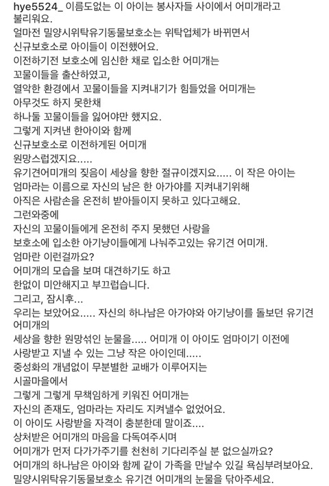 태어난지 얼마 안 된 새끼들과 어미견들이 많은 밀양보호소의 아이들을 구해주세요. 도와주세요 | 인스티즈