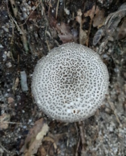 998A16395D5CE8C834027D