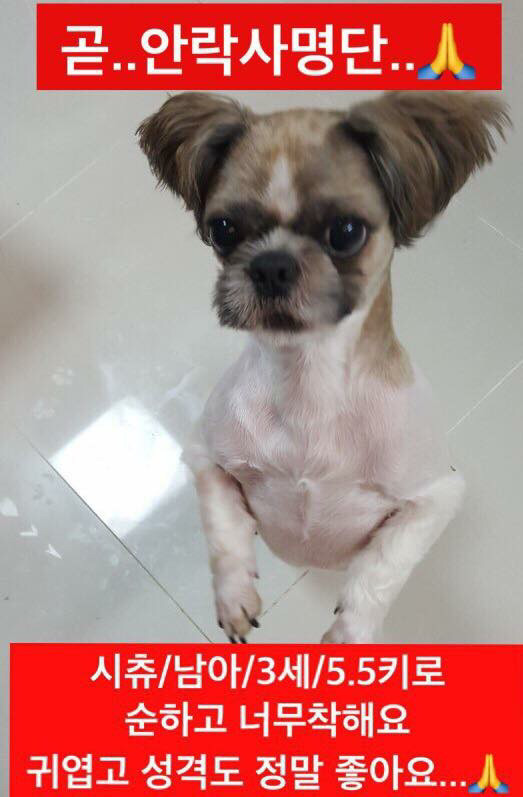 안락사명단 아이들 보고가줘ㅠㅠ 엄청많아.. | 인스티즈