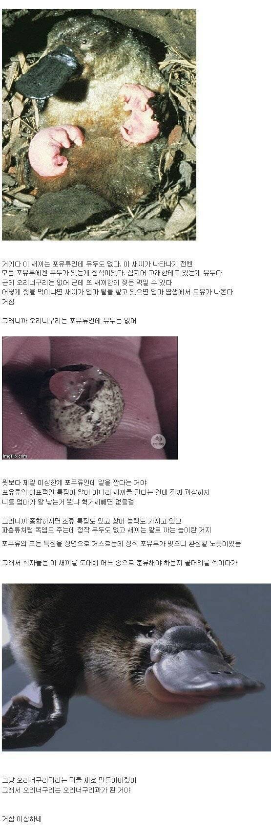 오리너구리는 오리너구리이다 jpg | 인스티즈