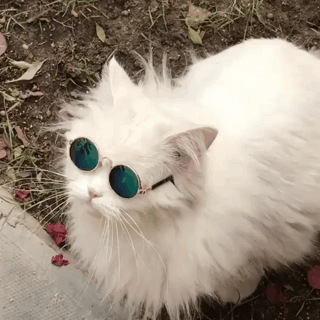 멋쟁이.gif | 인스티즈