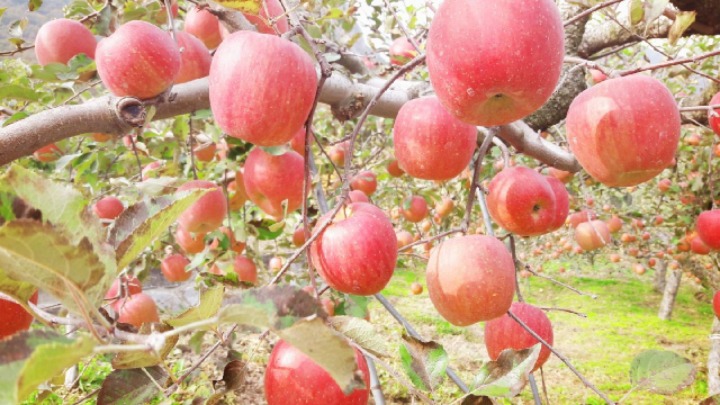 과수원 이미지