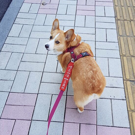 어느 댕댕이의 리드줄 문구.jpg | 인스티즈