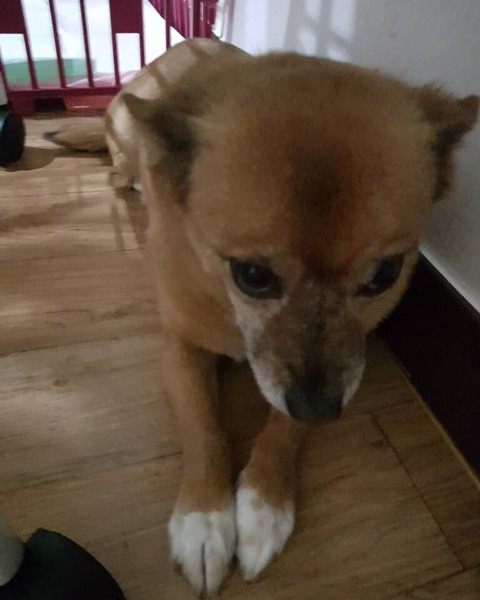 임보집에서 심한 구박받는 강아지 보고가줘..ㅠㅠ 지역어디둔 데려다주신대 | 인스티즈