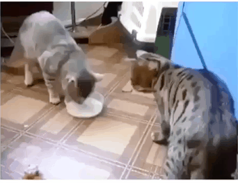 묘한 신경전.gif | 인스티즈