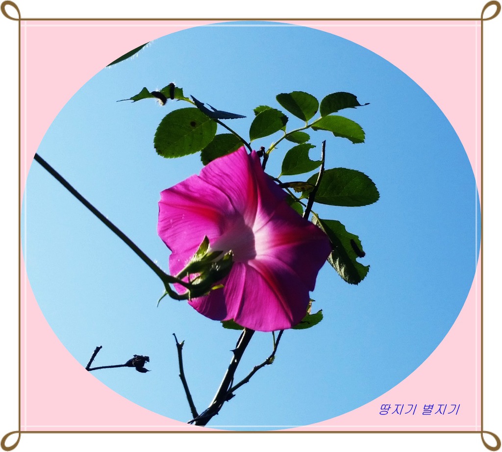 아리스토 이미지